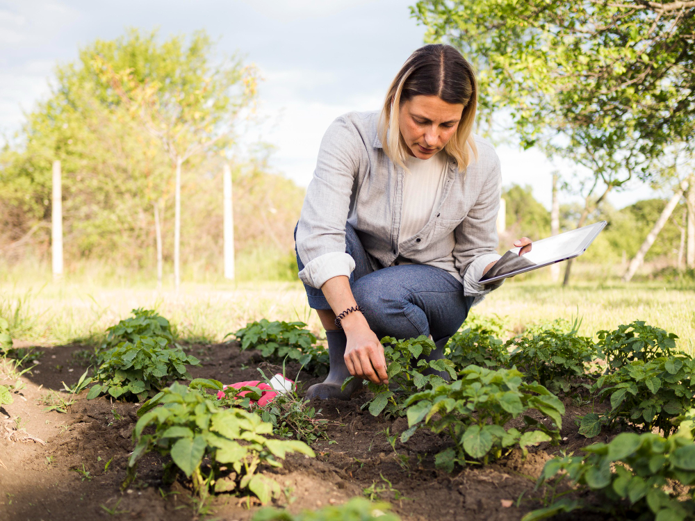 bsc agriculture
